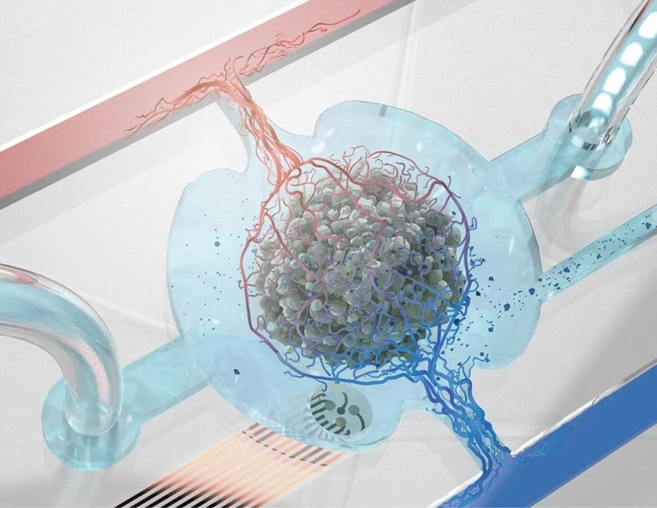 Illustration of a vascularized organoid on a microfluidic chip